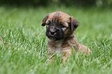 TERRIER DU TIBET 064